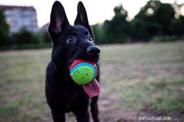 Самые прочные игрушки для собак, которые тяжело жевать