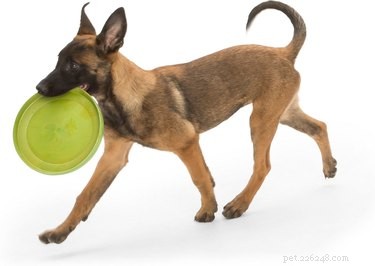Os brinquedos para cães mais duráveis ​​para mastigadores pesados