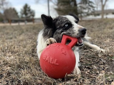 Os brinquedos para cães mais duráveis ​​para mastigadores pesados