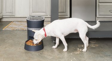 Le migliori mangiatoie automatiche per cani