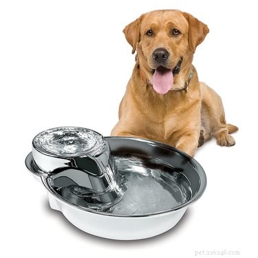 As melhores fontes de água para cães
