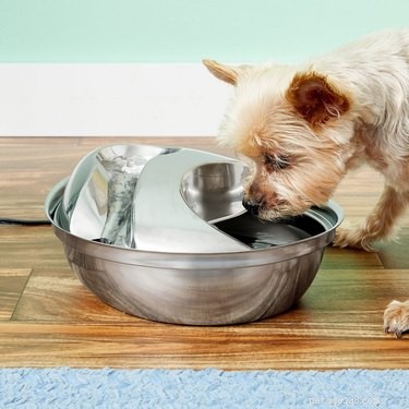 As melhores fontes de água para cães