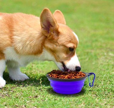 最高の犬のトラベルボウル 