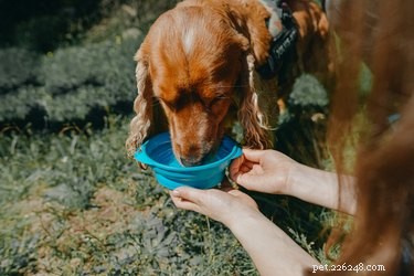 最高の犬のトラベルボウル 