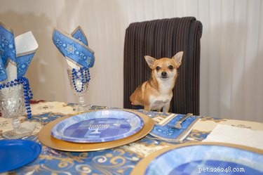 Comment célébrer Hanukkah avec votre chien
