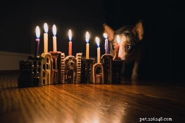 Como celebrar o Hanukkah com seu cachorro