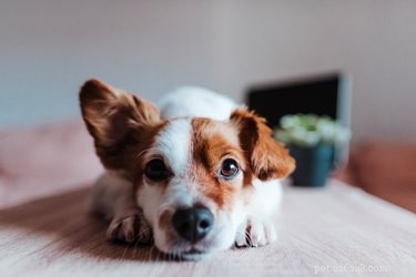 Насколько хорошо слышат собаки?
