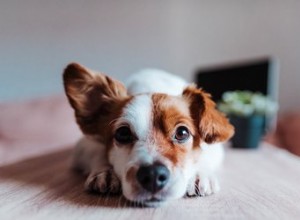 개들의 청력은 어느 정도입니까?