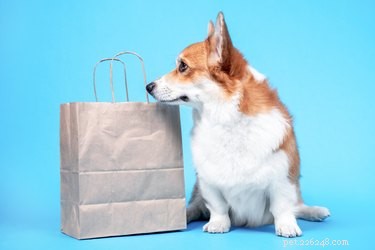 As melhores ofertas da Amazon Black Friday em produtos para cães