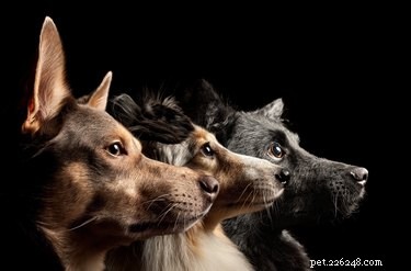 Hoe goed is het gezichtsvermogen van honden?