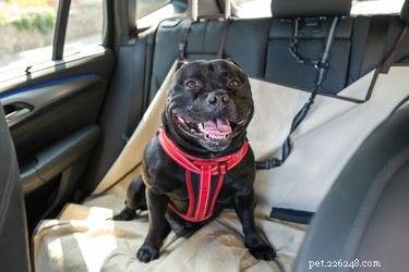 Os 5 melhores assentos de carro para cães pequenos