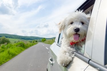 5 nejlepších autosedaček pro malé psy