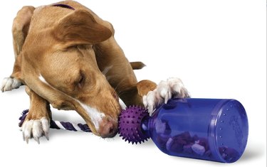 Nejlepší hračky na dávkování pamlsků pro psy