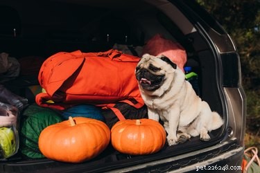 Zábavné podzimní výlety pro vás a vašeho psa