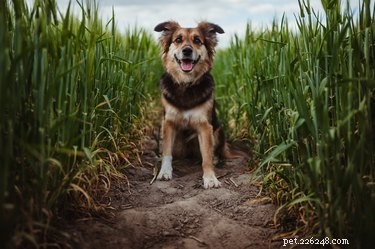 Веселые осенние прогулки для вас и вашей собаки