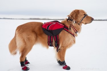 2022年の最高の犬の冬のブーツ 