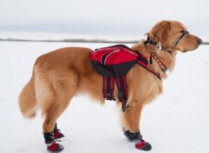 Nejlepší zimní boty pro psy v roce 2022