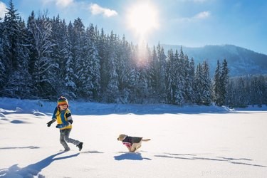 Les meilleurs manteaux d hiver pour chien en 2022