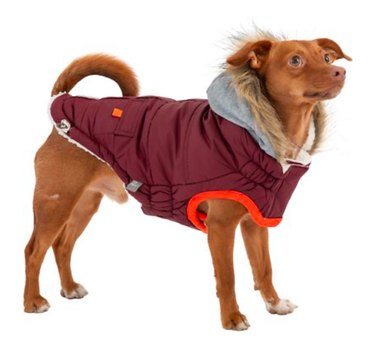 2022年の最高の犬の冬のコート 