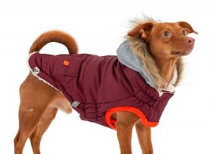 2022年の最高の犬の冬のコート 