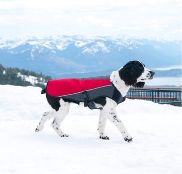 Les meilleurs manteaux d hiver pour chien en 2022