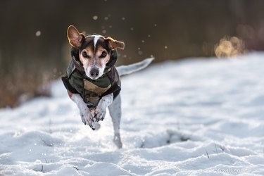 Nejlepší zimní kabáty pro psy v roce 2022