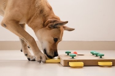 개를 위한 최고의 퍼즐 장난감