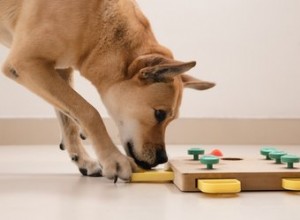 犬のための最高のパズルおもちゃ 