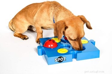 Лучшие игрушки-головоломки для собак