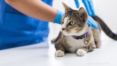 Cooperativ Care:Hur man gör veterinärbesök mindre stressande för ditt husdjur