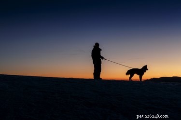 De beste uitrusting om  s nachts met uw hond te wandelen