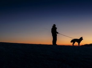 De beste uitrusting om  s nachts met uw hond te wandelen