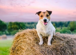 犬のための納屋狩りの紹介 