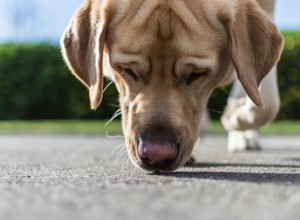 Úvod do práce s pachy pro psy