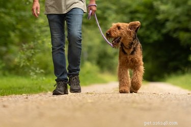 Caminhada com seu cachorro? Aprenda primeiro estas precauções de segurança com cascavel