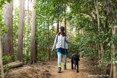 Vous faites de la randonnée avec votre chien ? Apprenez d abord ces précautions de sécurité contre les serpents à sonnette