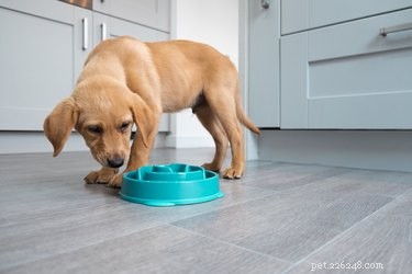 Os melhores alimentadores lentos para cães