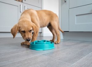 Os melhores alimentadores lentos para cães