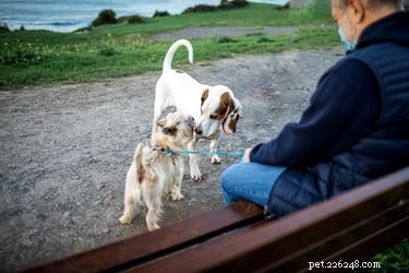 Je někdy v pořádku nechat svého psa na veřejnosti bez vodítka? Cvičitel psů váží