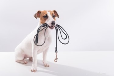 È mai giusto lasciare il cane senza guinzaglio in pubblico? Un addestratore di cani pesa