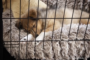 Os cães podem ficar claustrofóbicos?