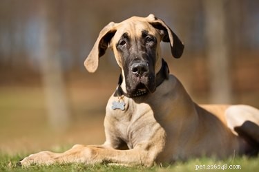 Che cos è una razza di cani giganti? Queste sono le razze giganti più comuni negli Stati Uniti