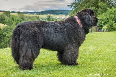 Что такое гигантская порода собак? Это самые распространенные гигантские породы в США