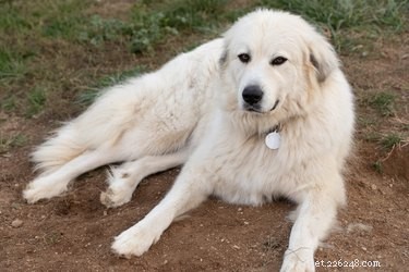 Что такое гигантская порода собак? Это самые распространенные гигантские породы в США