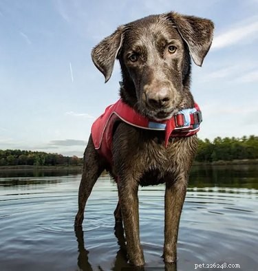 De bästa hundräddningsvästar för säker simning