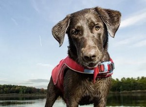 安全な水泳のための最高の犬のライフジャケット 