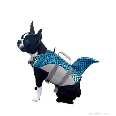 安全な水泳のための最高の犬のライフジャケット 