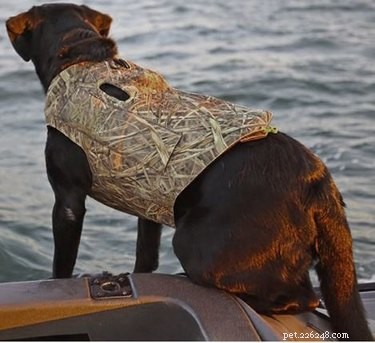 Os melhores coletes salva-vidas para cães para nadar com segurança