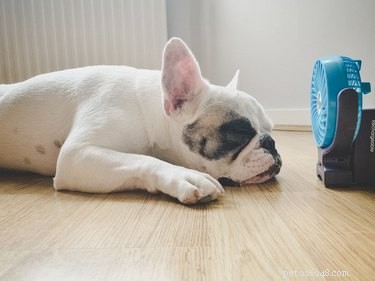 Лучшие охлаждающие жилеты для собак с защитой от тепла