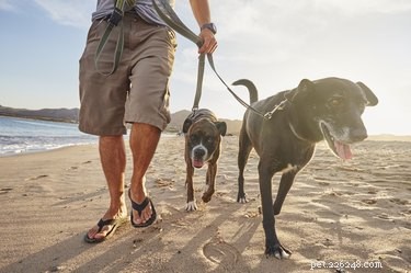 屋外の暑い日のための最高の犬の足の保護ギア 